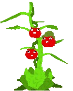 TOMATRIO SEED